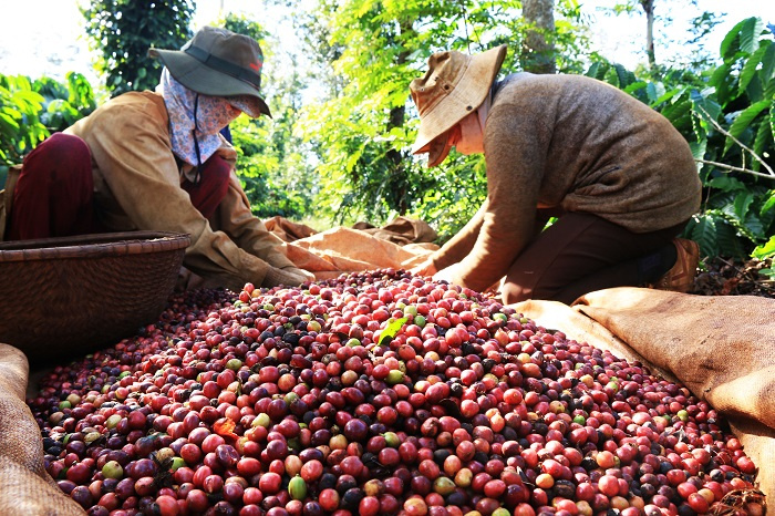 Cwin Đăng Ký + 1888k nông lâm thủy sản