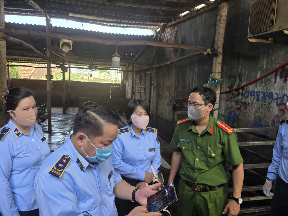 dịch tả lợn châu phi