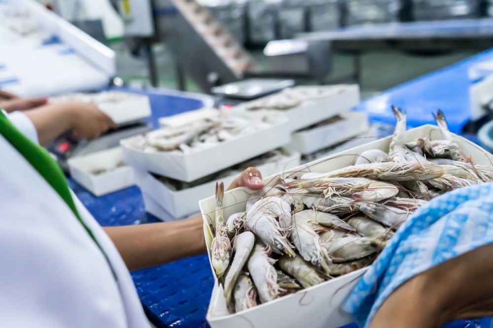 shrimp exports 