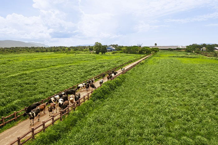 chuyển đổi xanh Những cánh đồng nguyên liệu đạt chuẩn hữu cơ châu Âu là thành quả của quá trình biến chất thải thành tài nguyên tại Vinamilk (Ảnh: VM).