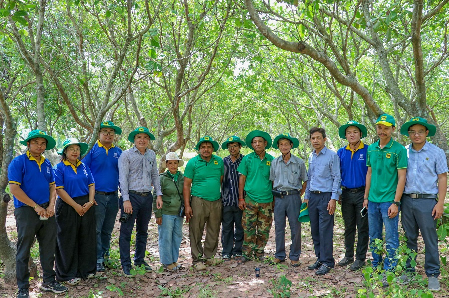 Mang giải pháp dinh dưỡng khoa học cho điều Campuchia