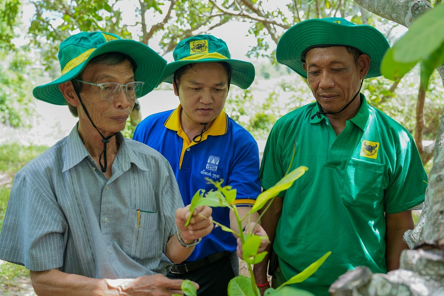 Mang giải pháp dinh dưỡng khoa học cho điều Campuchia