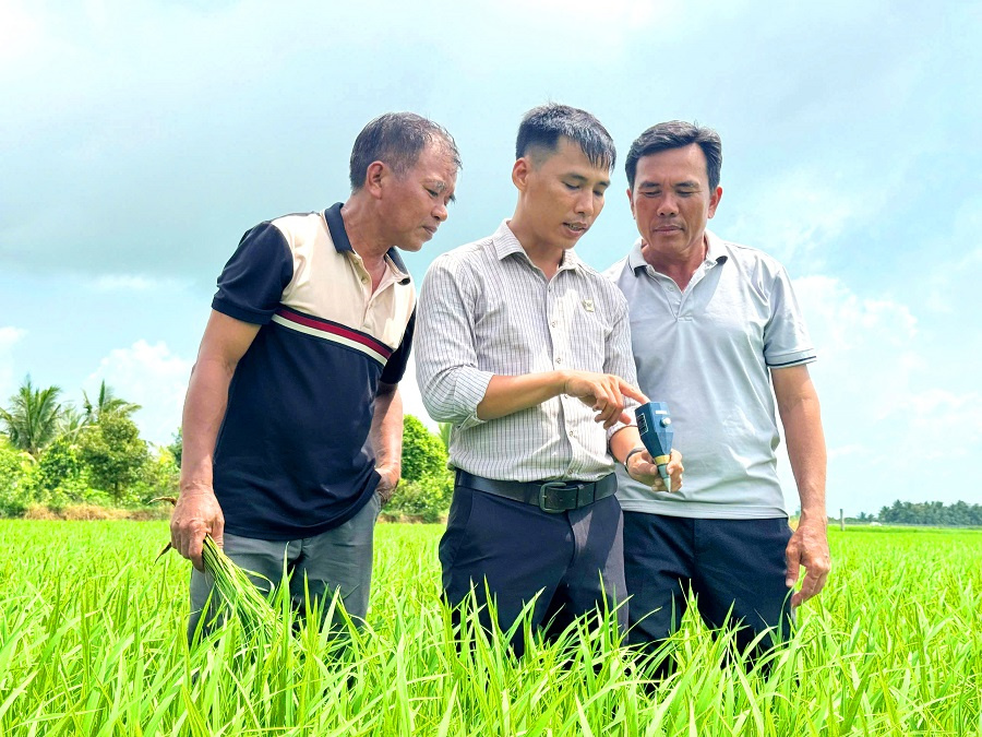 Lo từ gốc để cây lúa khỏe hơn