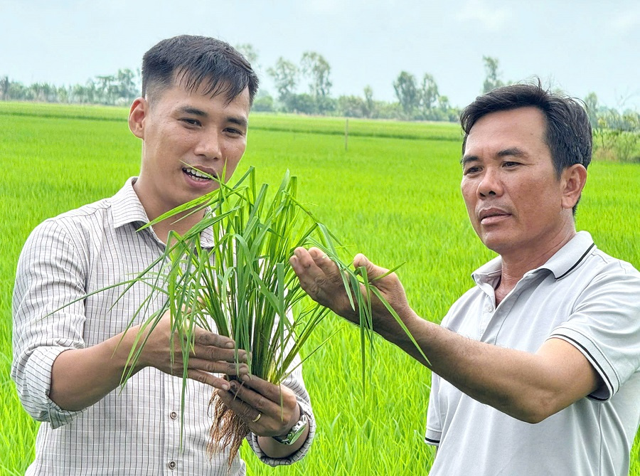 Lo từ gốc để cây lúa khỏe hơn