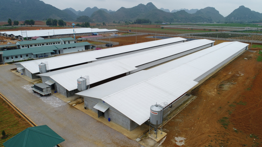 Trại gà Hòa Bình ứng dụng giải pháp chuồng trại Lysaght Agrished