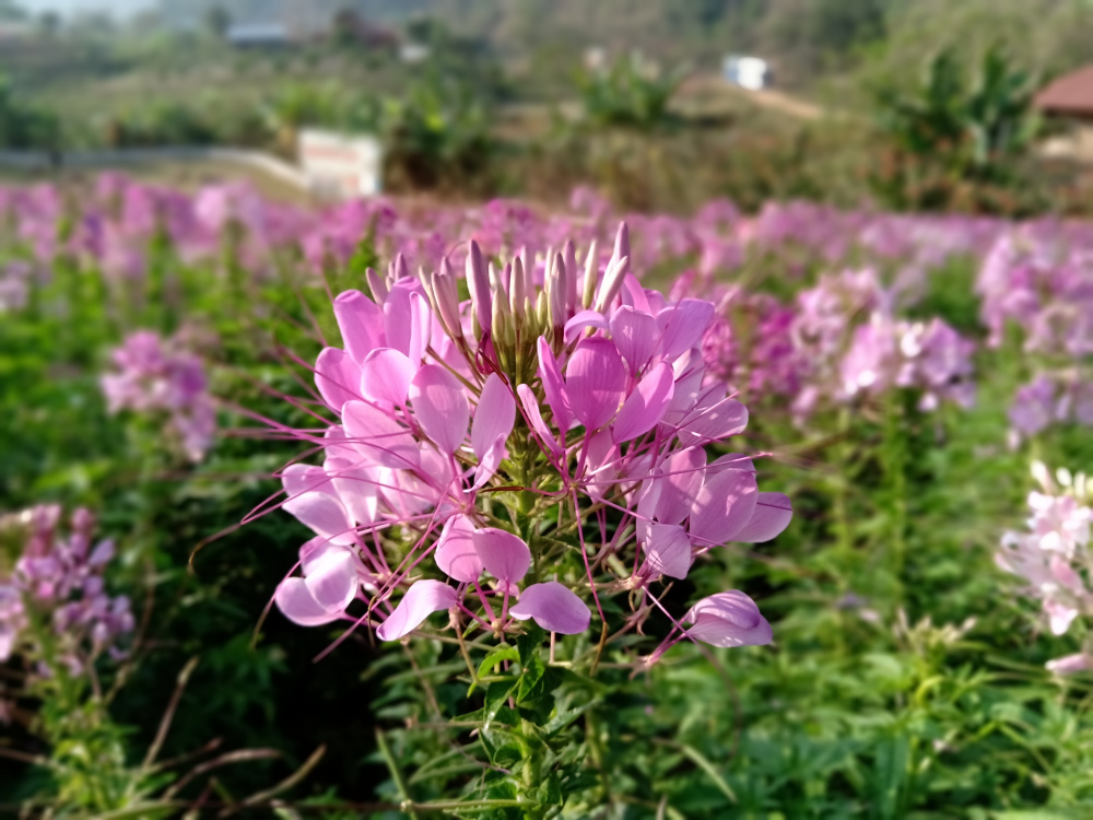 hương vị Tết xưa