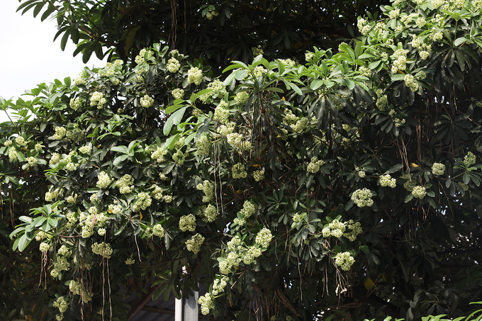hoa sữa