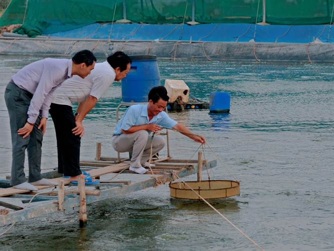 nuôi tôm sạch Trúc Anh