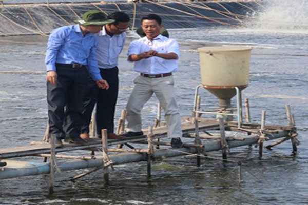 nuôi tôm sạch Trúc Anh