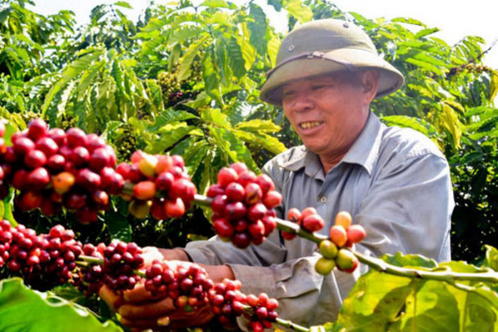 Cây cà phê Tây Nguyên rất có duyên với phân bón Văn Điển