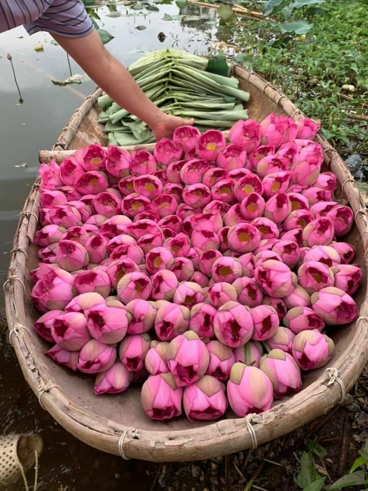 thuyen sen