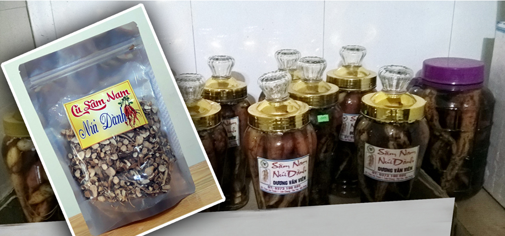 Sâm nam núi Dành - Bắc Giang