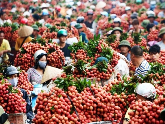 Ảnh Vải thiều Lục Ngạn