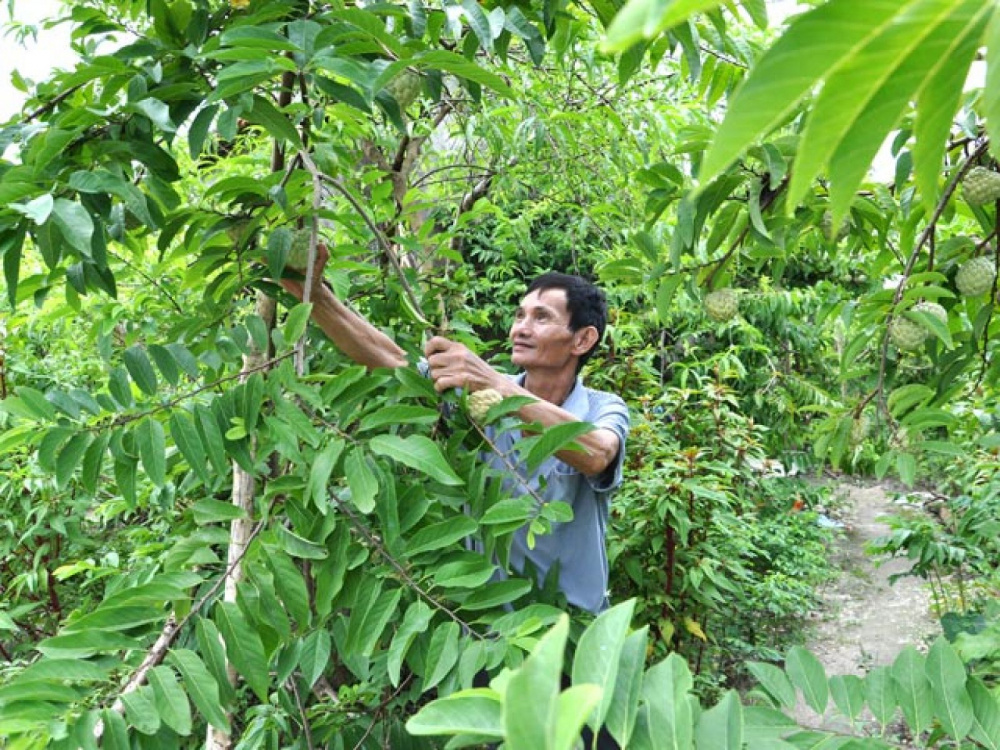Phân bón Văn Điển giúp cây na phát triển khỏe và bền.