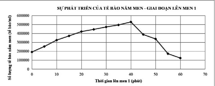 Sự phát triển của nấm men ở giai đoạn lên men