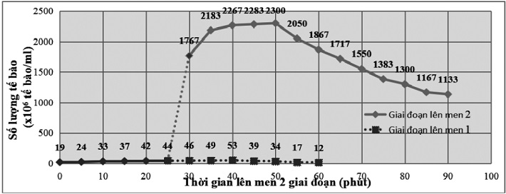 Sự phát triển của nấm men theo thời gian lên men