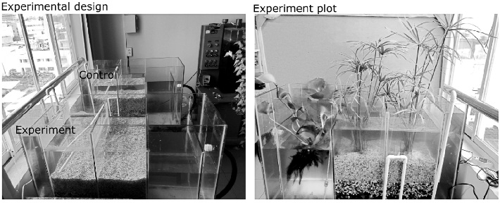 The lab scale constructed wetland applied in the experiment