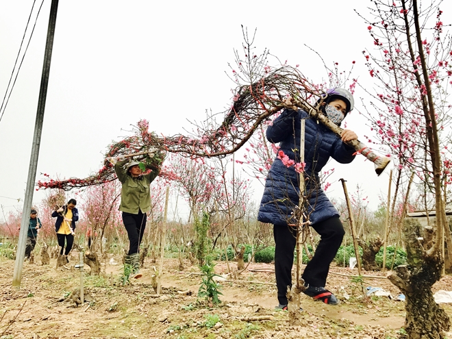 đào nhật tân