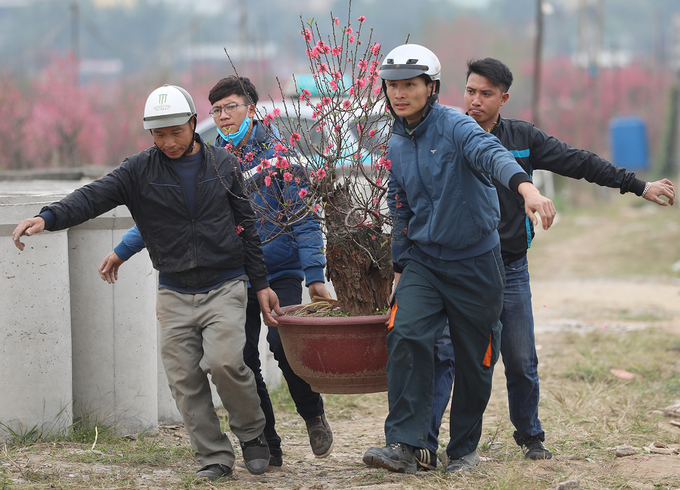 đào nhật tân