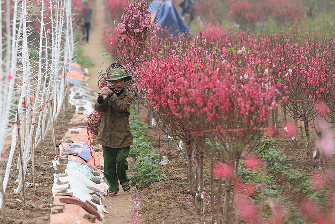 vườn đào nhật tân