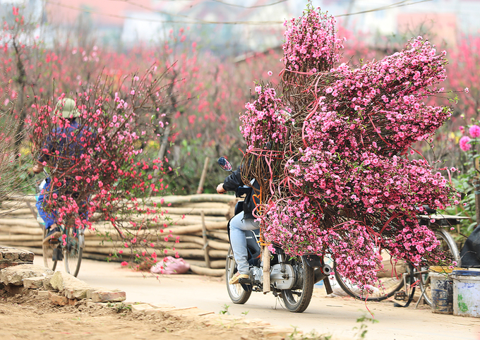 đào nhật tân
