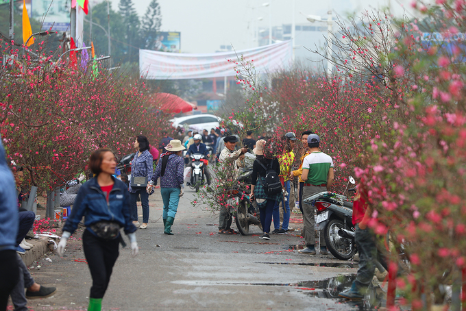 đào nhật tân