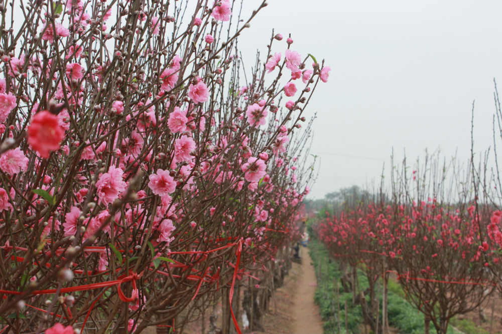 vườn đào nhật tân