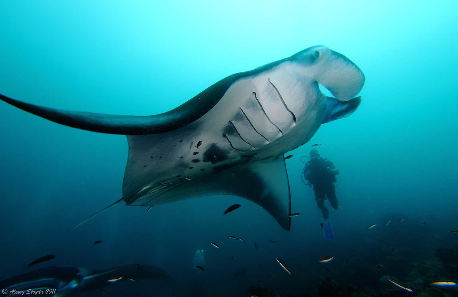 Manta Point in Maldives