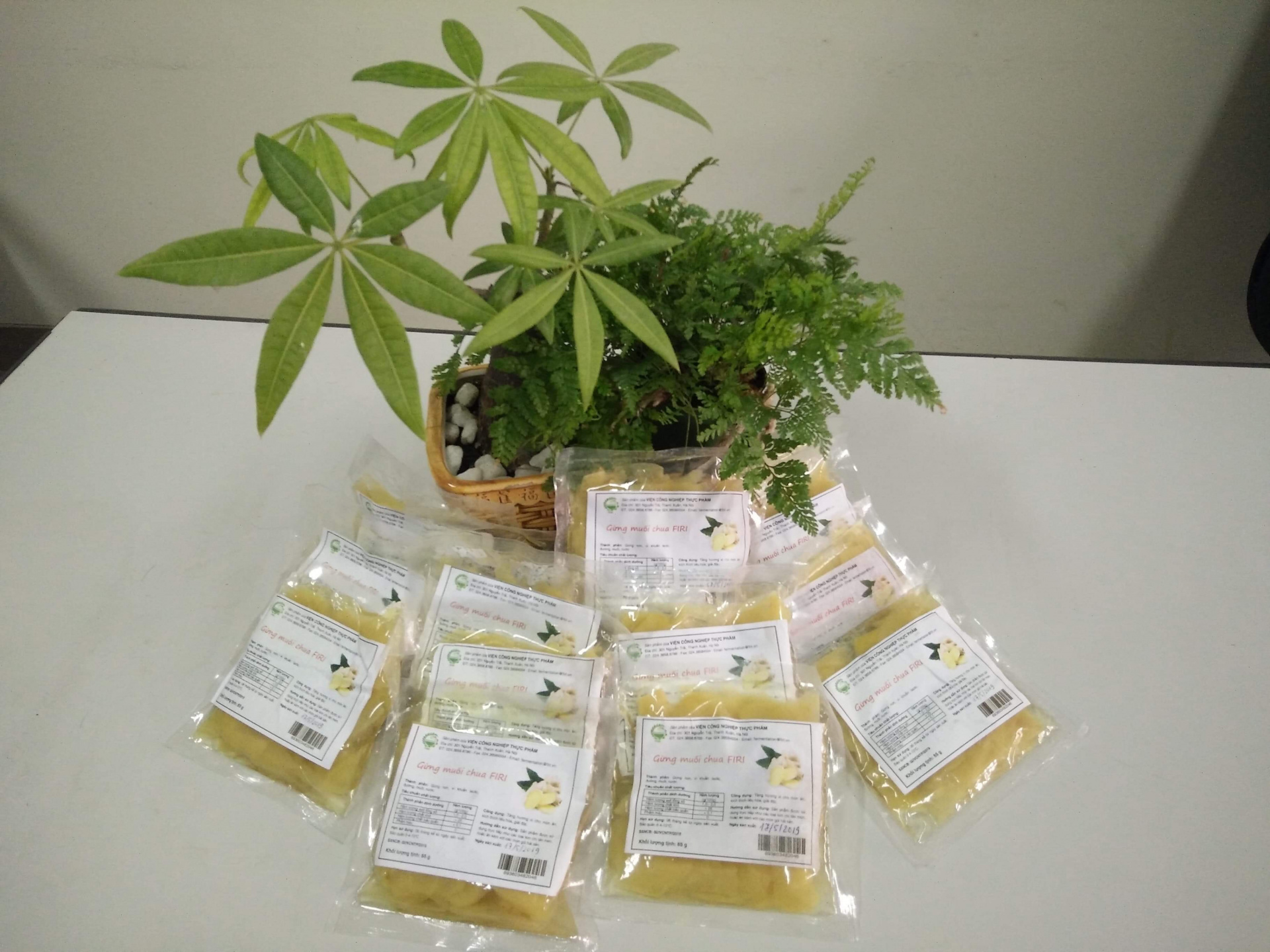 Sản phẩm gừng muối chua lên men của đề tài