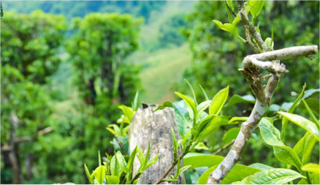 che shan tuyet