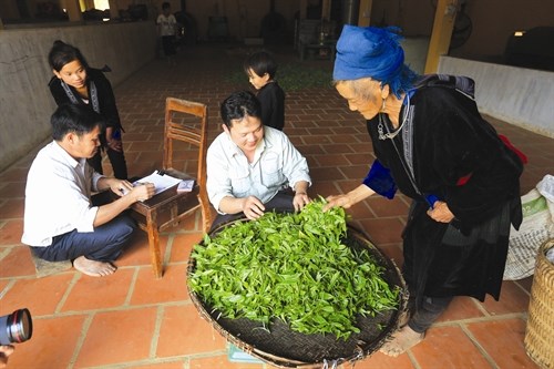shan tuyet 2