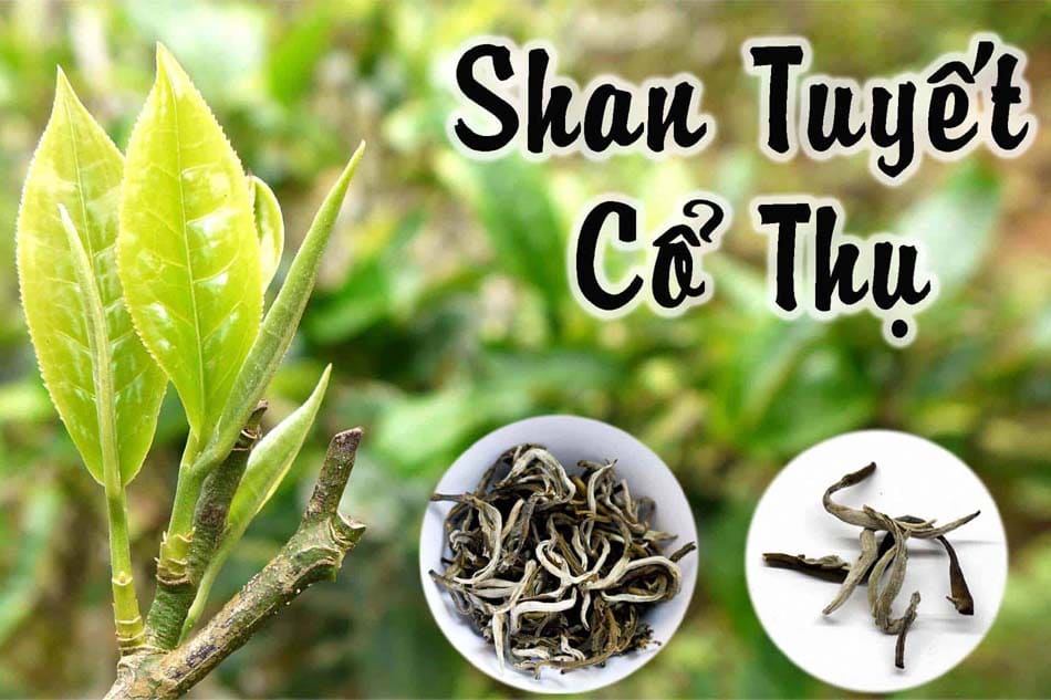 shan tuyet