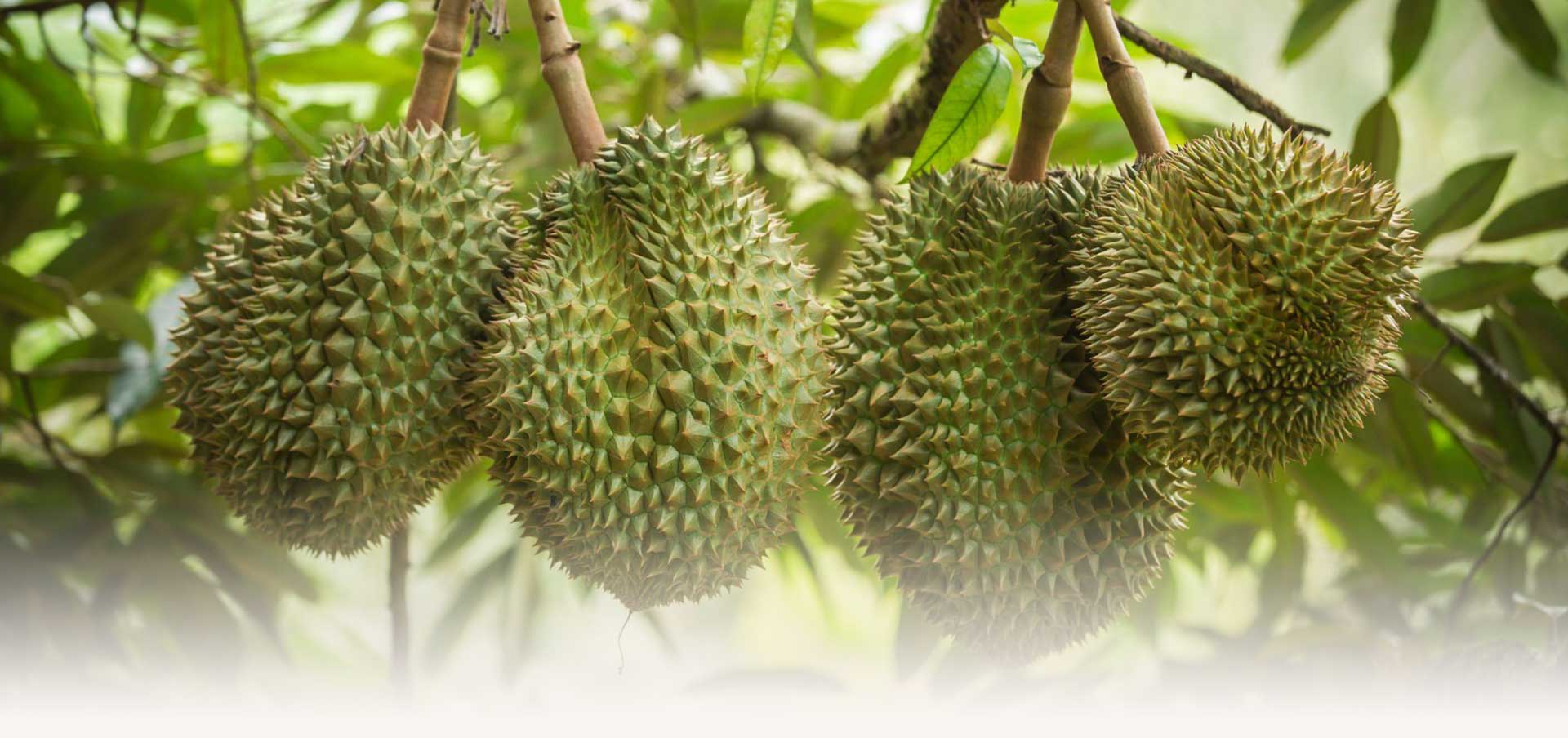 sau rieng