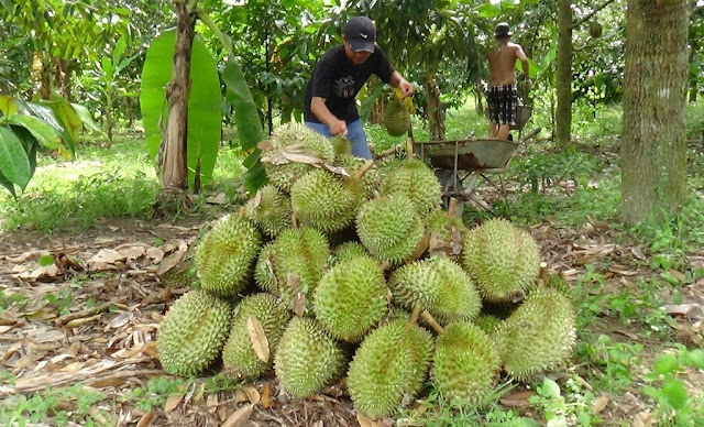 sau rieng 2