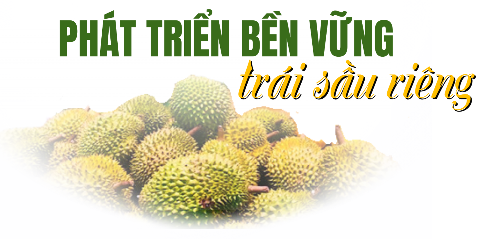 sau rieng