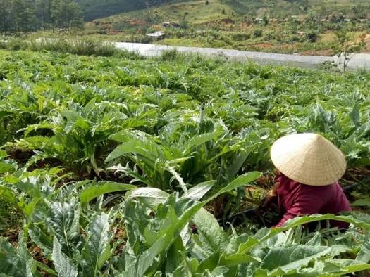 lac duong 1