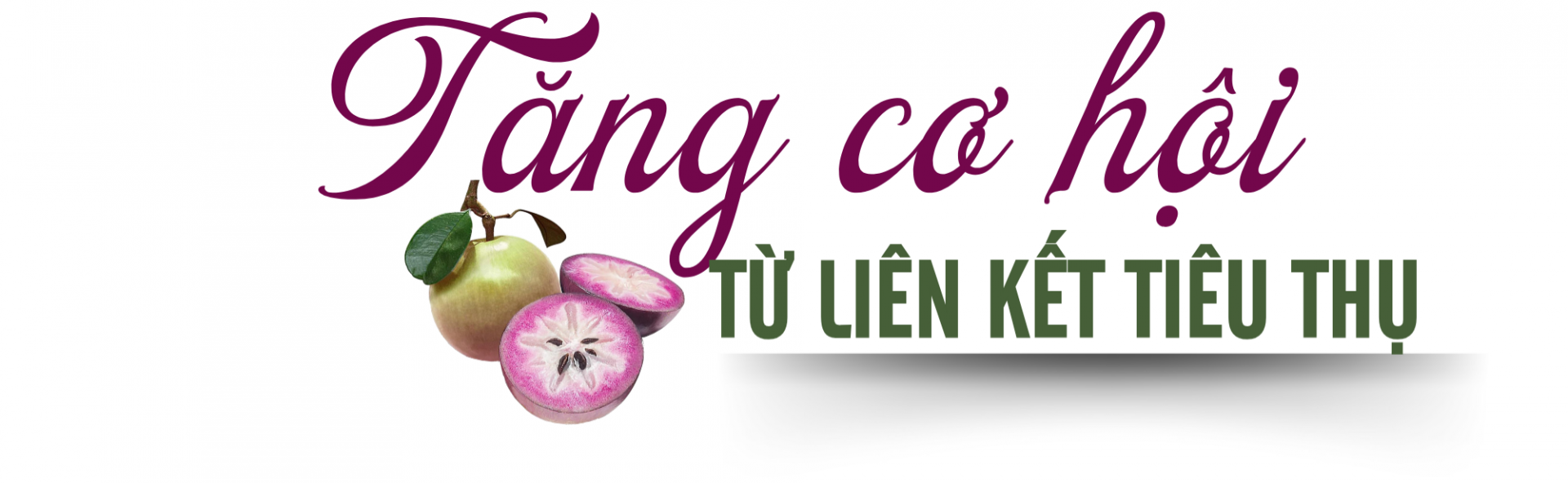 vú sữa 2