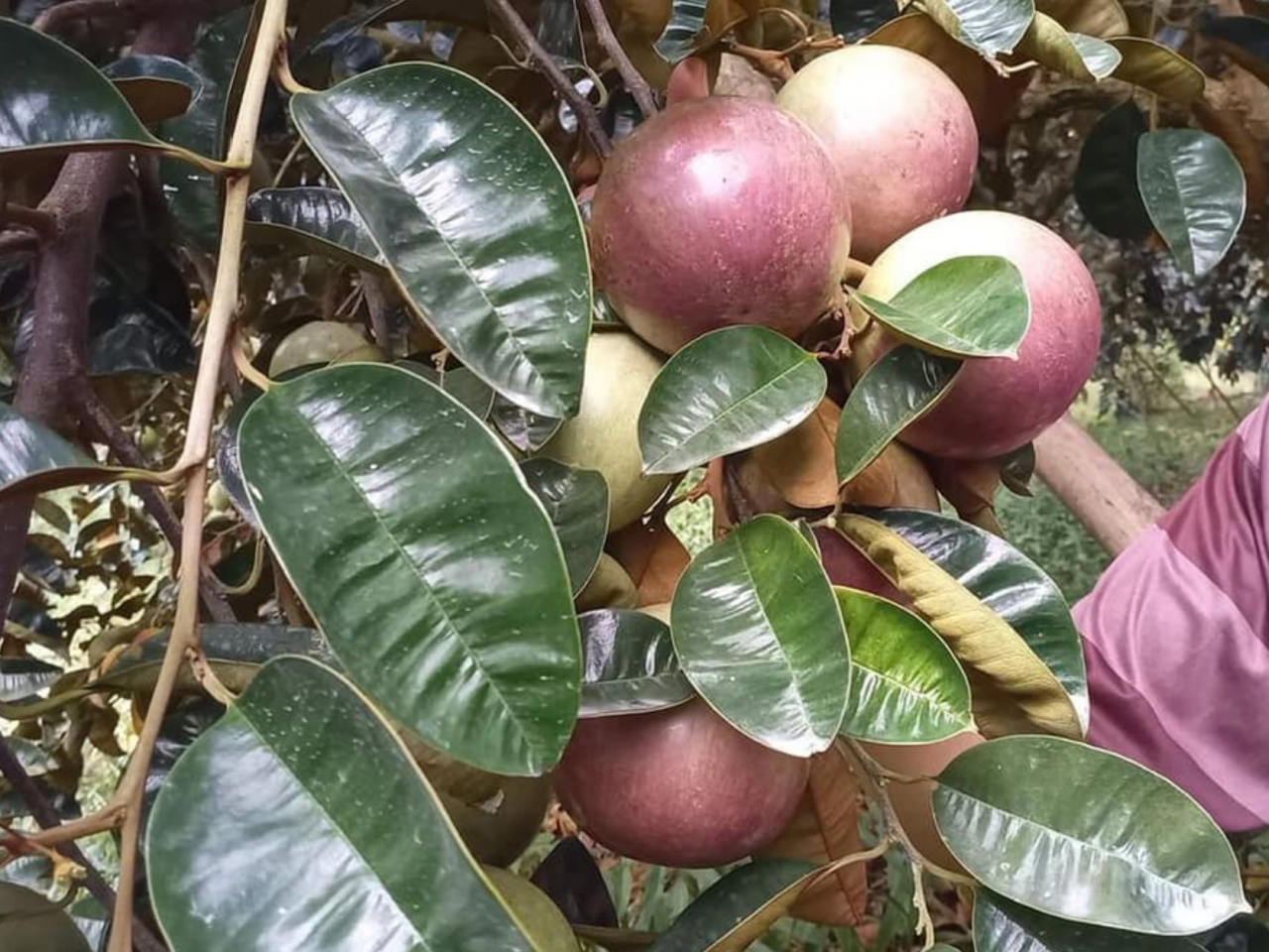 vú sữa