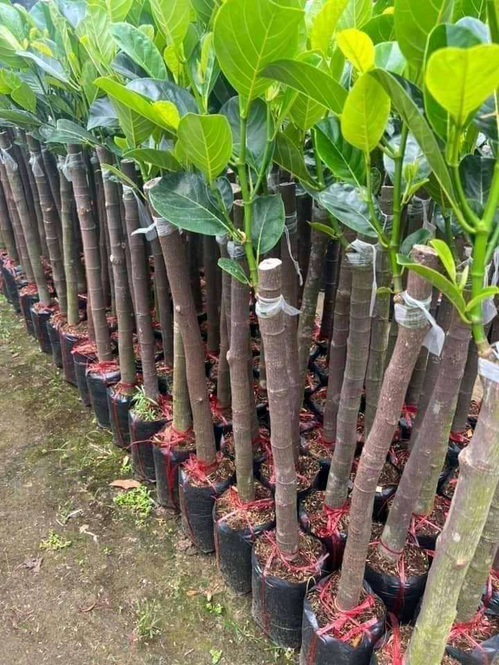 Bình Phước