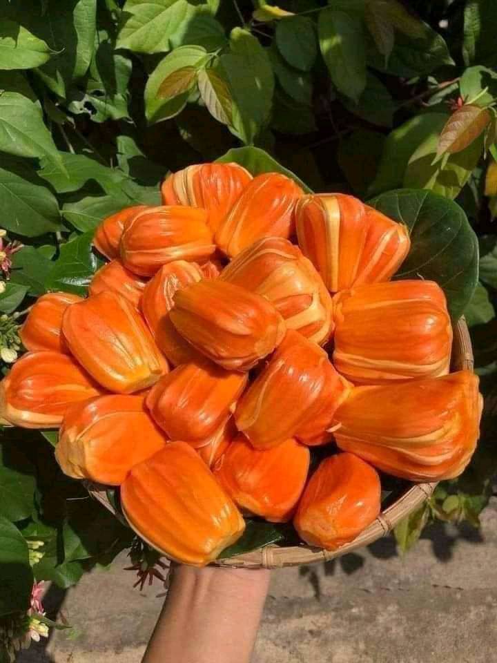 Bình Phước
