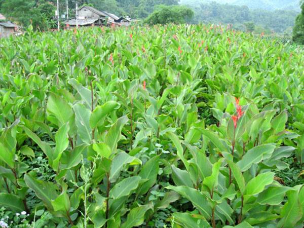 dao rieng 3