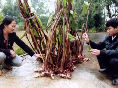 dao rieng 4