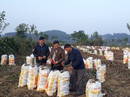 dao rieng 4