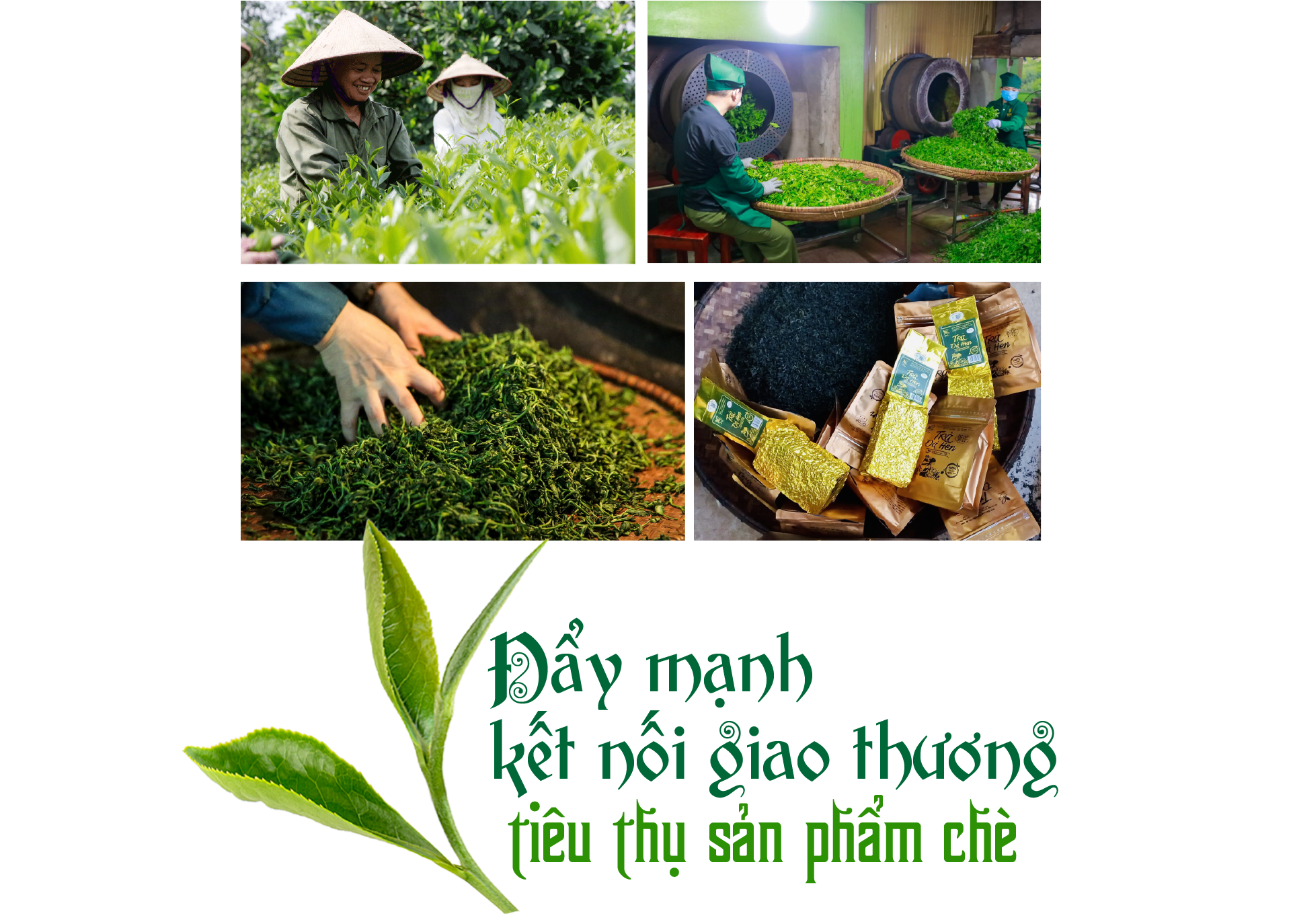 Chè Phú Thọ