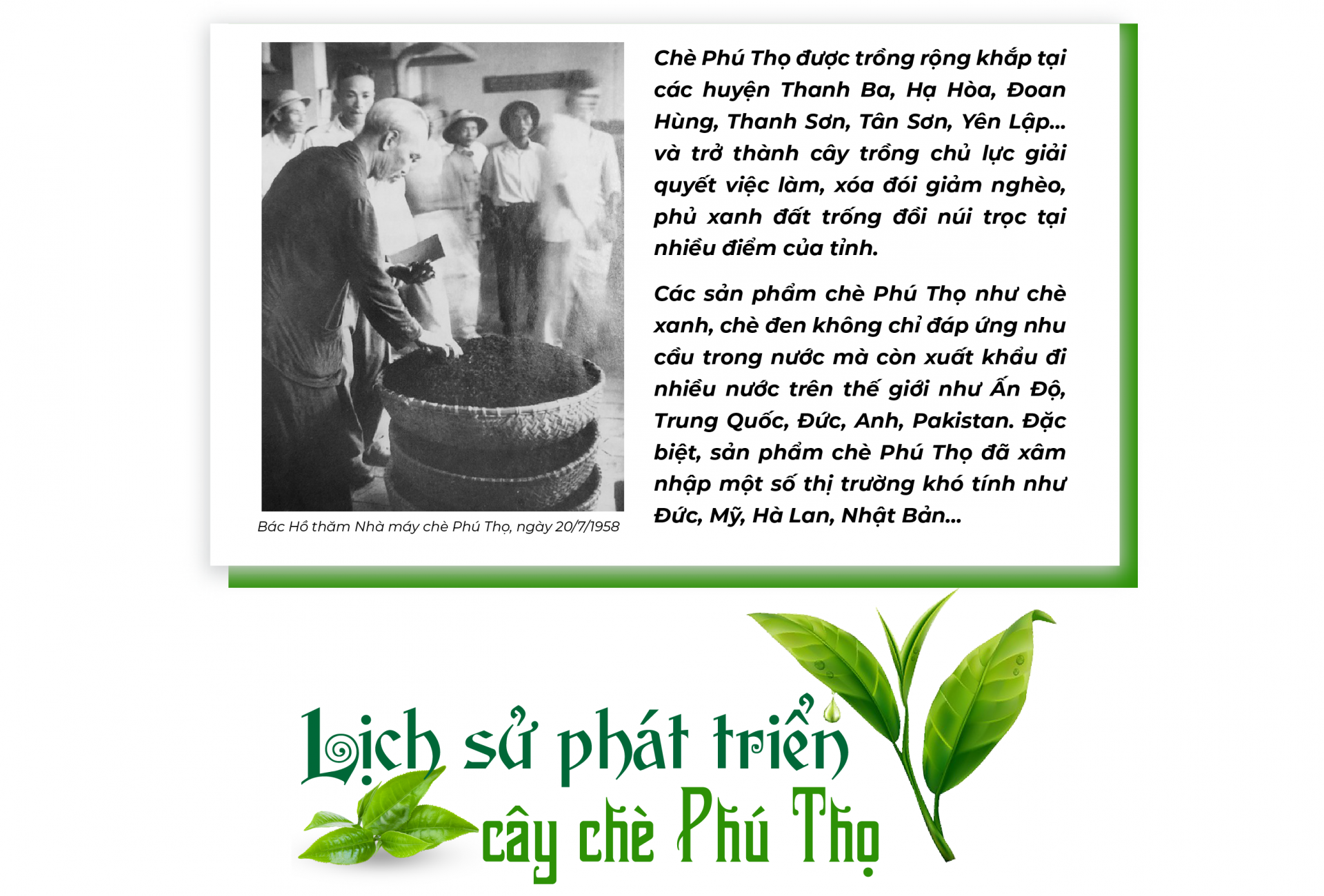 Chè Phú Thọ
