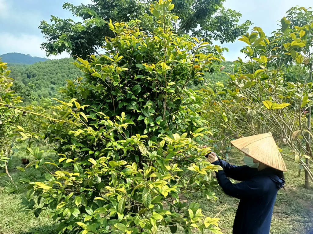 tra hoa vang