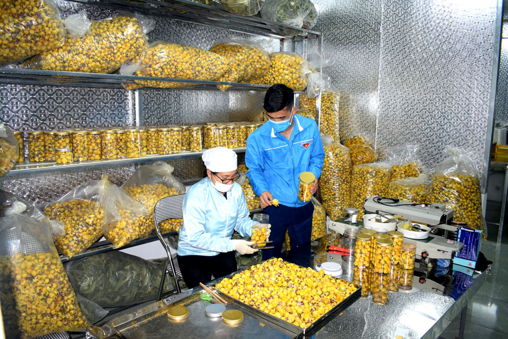 tieu thu tra hoa vang