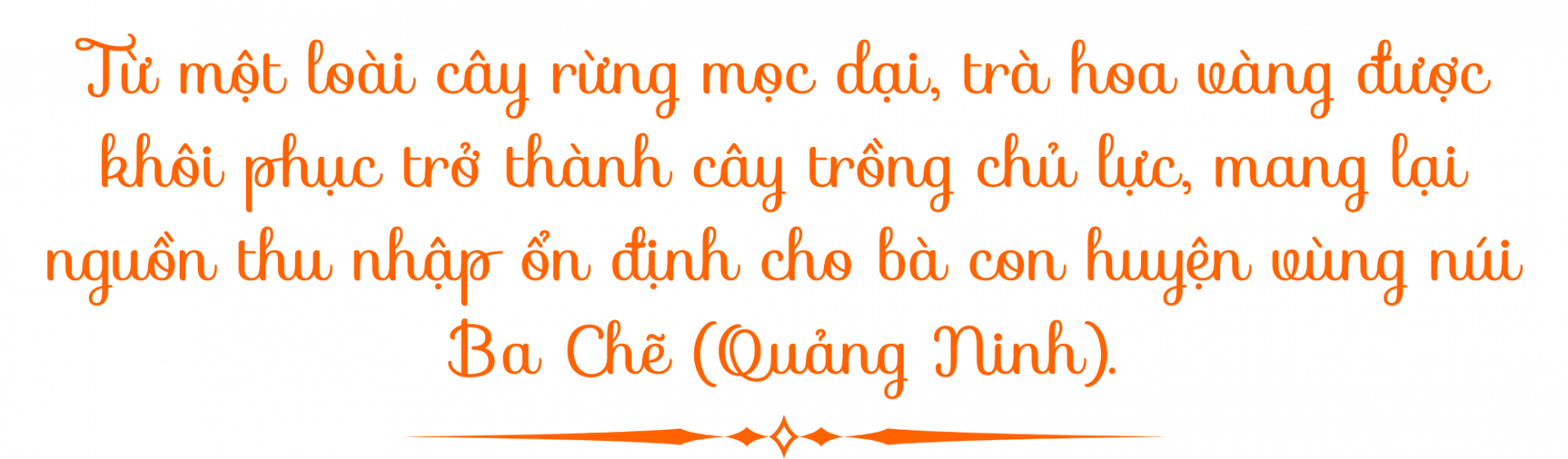 tra hoa vang ba che