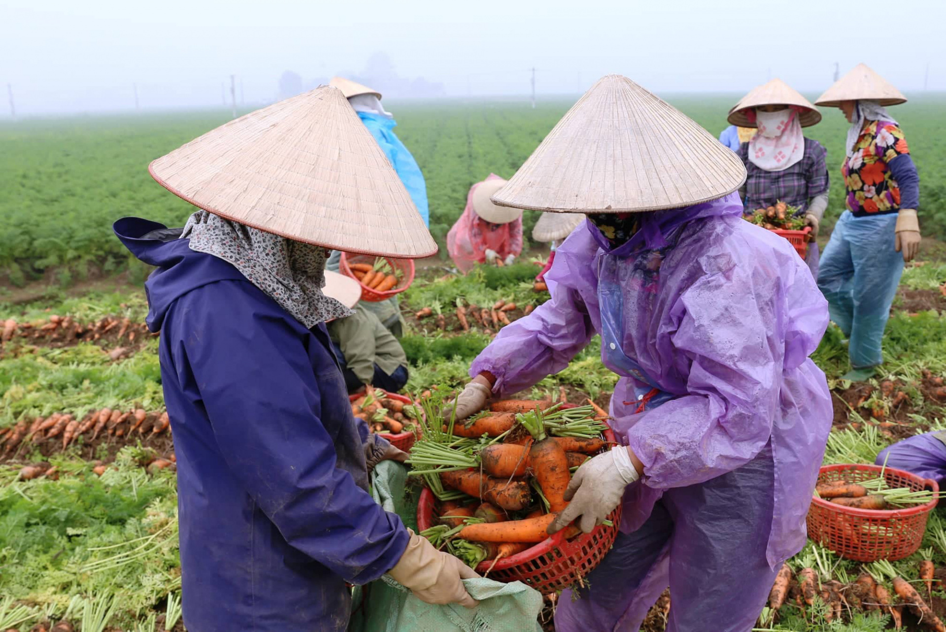 Hải Dương