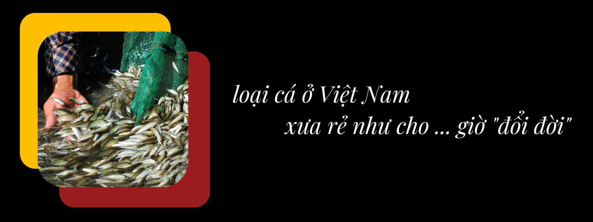 Cá linh kho mía